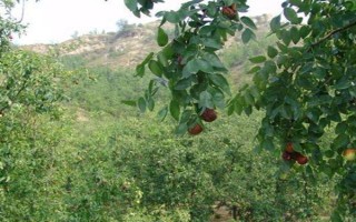 我國紅棗的產(chǎn)地，山西、新疆、寧夏、甘肅等地都產(chǎn)紅棗