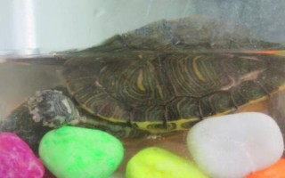 如何用魚缸飼養(yǎng)金頭龜，需將水溫保持在20-30℃