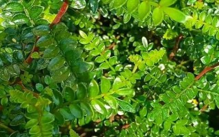 胡椒木如何養(yǎng)護，放在有一定光線的位置養(yǎng)護