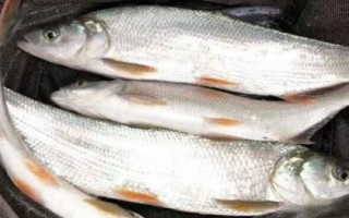 2號伊豆鉤適釣魚種，可釣獲鯽魚、白條、羅非魚等品種
