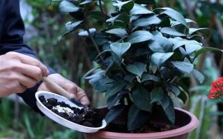 茶花的花苞干枯的原因，可能是環(huán)境不適宜或花苞缺水等