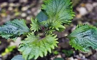 紫蘇怎么養(yǎng)殖，生長階段每個(gè)月追施一次肥料