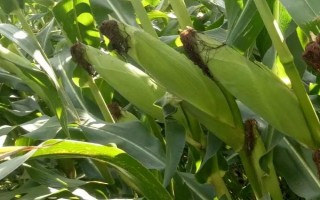 廣玉7號玉米品種簡介，生育期112-116天