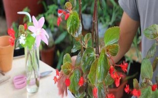 四季海棠如何修剪，一般在春季和秋季進行