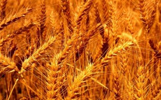 信麥9號(hào)小麥種子簡(jiǎn)介，屬弱春性中早熟品種