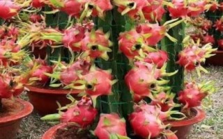 火龍果能否盆栽養(yǎng)殖，可以盆栽但不宜入土太深