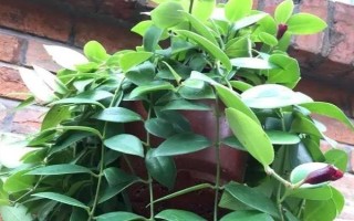 春天吊蘭多少度可發(fā)芽，室內(nèi)的溫度達(dá)到12℃以上即可
