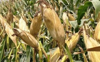 白甜1號玉米種子特征特性，適宜播期4月下旬至6月中旬