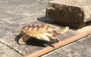 鱷龜?shù)娘曫B(yǎng)方法，每隔7-10天消毒一次