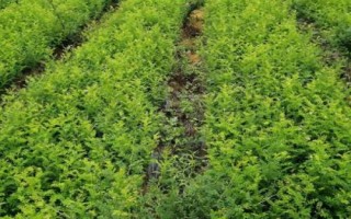 刺梨的種植技術，繁殖方法主要有播種和扦插兩種