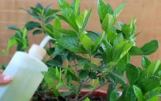 梔子花春天的養(yǎng)殖方法，春天要讓其有充足的水肥