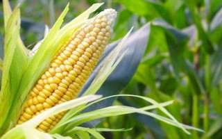 金山28號玉米種子簡介