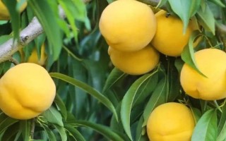 黃桃北方能種植嗎，在北方是可以種植黃桃的