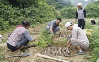 引種天麻要注意什么，當(dāng)?shù)氐臍夂驖M足條件才能種植