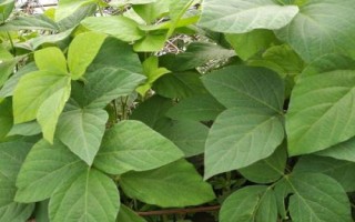 阜豆39大豆種子簡介，生育期98天
