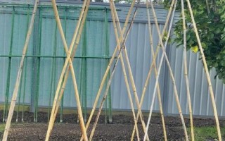 絲瓜的種植技術(shù)，要先對(duì)種子進(jìn)行浸泡催芽
