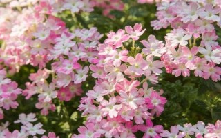 美女櫻如何養(yǎng)殖，夏季應(yīng)注意澆水