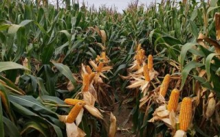 金玉358玉米種子特點，適宜密度為每畝5000株左右