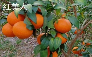 橘子的產(chǎn)地分布，主產(chǎn)于廣東、湖南、四川、廣西等省份