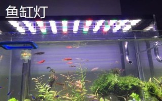 魚缸燈每天開多長時間，通常開啟4-10小時即可