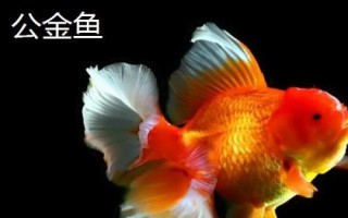 如何區(qū)分金魚的公母，成年后可通過(guò)觀察腹部區(qū)分