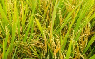 福龍兩優(yōu)1031水稻種子簡(jiǎn)介，每畝有效穗數(shù)17.2萬