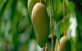 芒果的產(chǎn)地，原產(chǎn)于印度