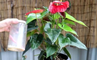 夏季怎么對(duì)紅掌澆水，每天均可澆一次