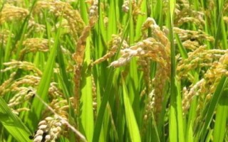 早優(yōu)1801水稻品種簡(jiǎn)介，全生育期110.6天