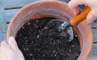 金魚吊蘭簡介，屬多年生草本植物