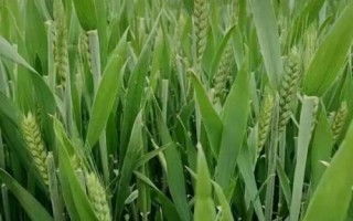 嬰泊矮豐8小麥種簡(jiǎn)介，平均生育期247天