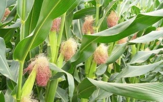龍生19號(hào)玉米種子介紹，適宜播期4月下旬至5月上旬