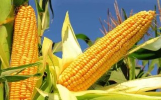 蝶爆240玉米種子特征特性，出苗至成熟122天左右