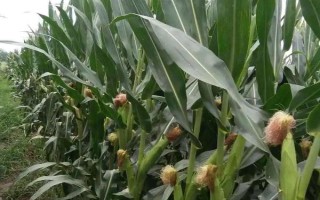 優(yōu)旗199玉米種子介紹，中抗彎孢菌葉斑?。?-5級(jí)）