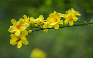 哪些花卉在正月開放，有梅花、水仙花、蟹爪蘭等品種