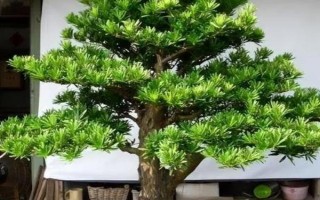 羅漢松怎么水培，需定期向容器中添加營(yíng)養(yǎng)液