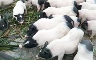 在農(nóng)村發(fā)展什么養(yǎng)殖業(yè)能賺錢，中華鱉、中國圓田螺等品種均有可觀利潤
