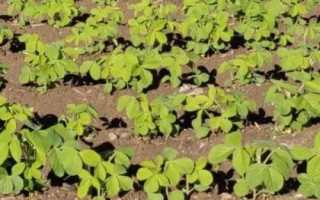 黃豆苗前藥害怎么解決，可追施肥料促進(jìn)植株恢復(fù)生長