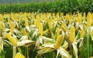 金園36玉米種簡(jiǎn)介，注意防治易感病害