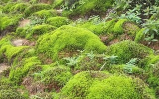 野生苔蘚冬季會不會死亡，進入休眠狀態(tài)后依然存活