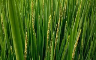 長田優(yōu)9號水稻品種的特性，秈型三系雜交水稻品種