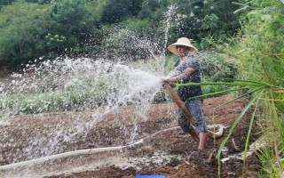 油菜苗期病蟲(chóng)害如何防治，需要定期向土壤和周圍噴灑多菌靈等藥劑