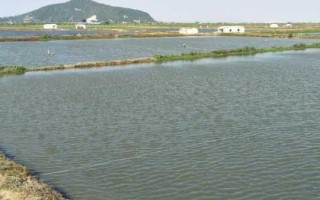 養(yǎng)殖黃辣丁的池塘條件，水深達(dá)到1.5-2米左右、淤泥厚度不超過20厘米