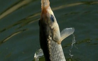 秋釣技巧，在水草區(qū)、入水口等位置釣魚更容易釣獲