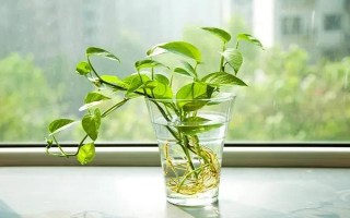 水養(yǎng)綠蘿加哪些肥料，加2-3滴營(yíng)養(yǎng)液即可