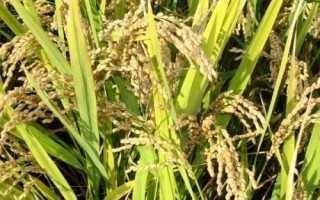 盛馨6B玉米種子介紹，出苗至成熟104～129天