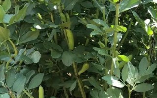 蠶豆的澆水頻率，炎熱夏季需增加澆水頻率