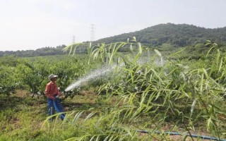 油桃是由什么嫁接的，用純正的桃樹(shù)枝條做接穗嫁接而成的