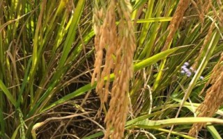 淮粳801水稻種子介紹，每畝用種量3~4公斤