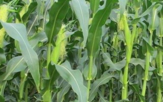 吉第57玉米種子特征特性，中抗彎孢菌葉斑病